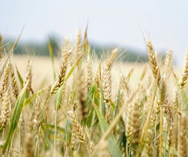 pexels-pixabay-265216